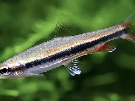Another 'new' Nannostomus