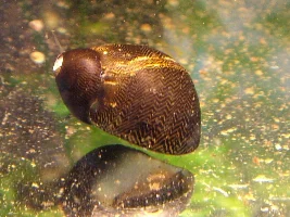 Freshwater Snail Species In The Hobby
