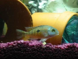 some pics of my tank