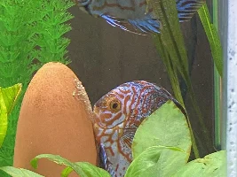 Lowering my GH for Discus Breeding ?