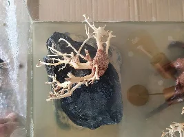 Tank rescape