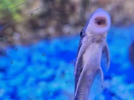 how common is it, to get "other" fish in, with very small wild caught fish...
