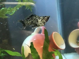 Is my molly pregnant?! Or just fat?