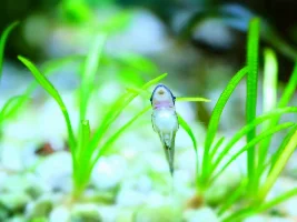 Could my oto be carrying eggs??
