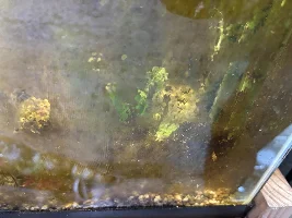 GIANT OTO'S