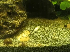 29.5 Gallon fish tank - Amazonian inspired