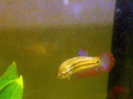 Help: What Betta Specie Is This?