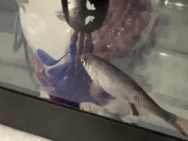 Constipated fish then sores on side