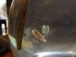 Pea puffers
