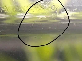 Worms in aquarium