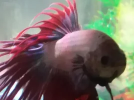 Whats wrong with my beta fish? Can anyone help?