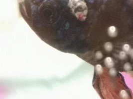 Betta has a while bumpy scale