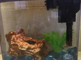 What's Up With My Betta's Tail?