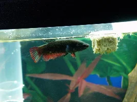 New Betta