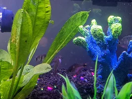 Any ideas what this is on my tetra?