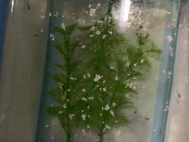 Pregnant Platy