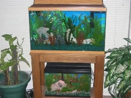 My aquariums