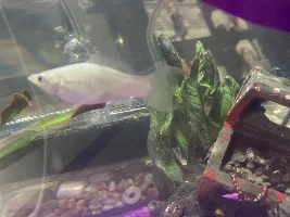 Pregnant molly