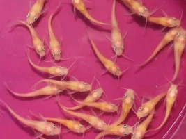 Baby Channel Catfish