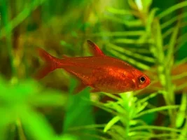 Possible 20 gallon high tank journal