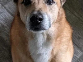 Today is National Dog Day
