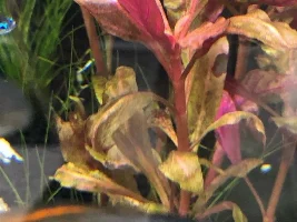 A question about red plants!