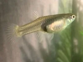 How long until fry?