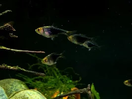 Tank Updates