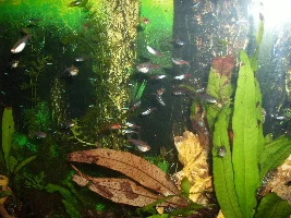 Added New Fish to my 55 Gallon Tank Today!!!