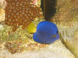 Kole yellow eye and purple Tangs