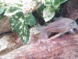 My Fish In My Aqua One