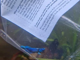 New fish is it sick.