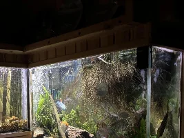 how much different are Echinodorus Grandifolius, to grow, than Anubias