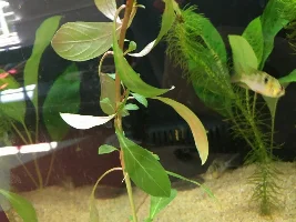 Need help with new tank
