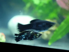 New Molly Colony! New adopted fish