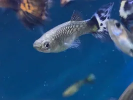 Early Columnaris?? Please help my guppies!!