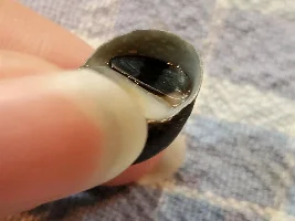 IS THIS SNAIL DEAD