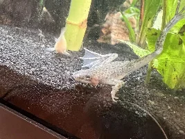 African Dwarf Frog Pink Lump
