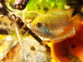 Loach Tank