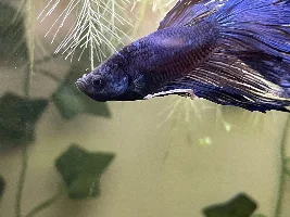 What is on my halfmoon betta’s head?