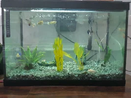 General Guppy Maintenance