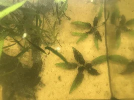 Hi guys I purchased some Cryptocoryne Wendtii green 5 months ago and everything was going fine but now suddenly the plant is starting to turn black!!