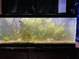 Aquascaper 20g