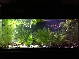 55 gallon...updated and wanted to share