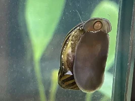 Healthy Nerite ?