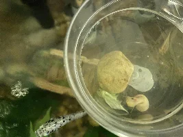 MYSTERY SNAIL NOT STICKING TO ANYTHING AND UNABLE TO COME OUT OF SHELL
