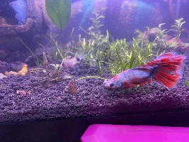Betta fish received critical hit