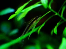 SIP, my big momma shrimp, mother of colonies. Establishing first colony is hard!