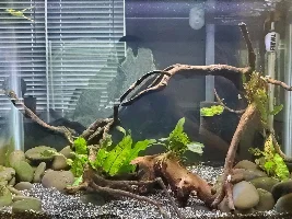 Help me choose an Internal filter for a 29 gallon