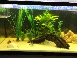 Show me your fry/fish/snails/shrimp/plants